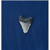 Image 2 : Megalodon Fossil Shark Tooth
