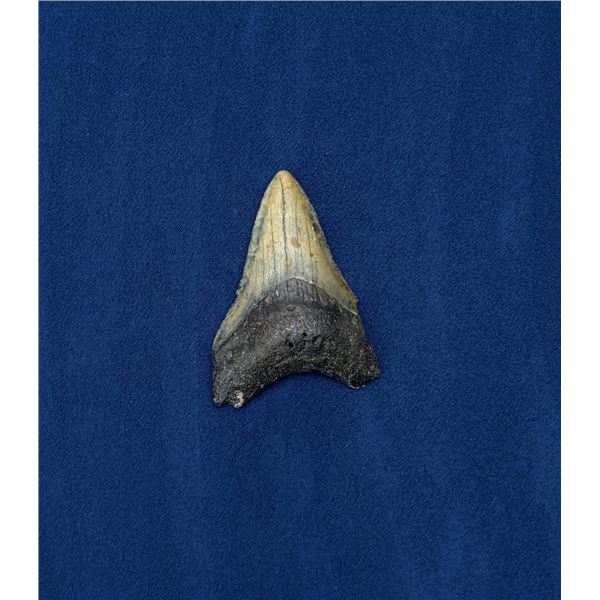 Megalodon Fossil Shark Tooth