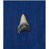 Image 1 : Megalodon Fossil Shark Tooth