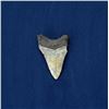 Image 2 : Megalodon Fossil Shark Tooth