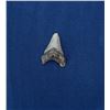 Image 1 : Megalodon Fossil Shark Tooth