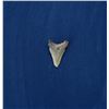 Image 2 : Megalodon Fossil Shark Tooth