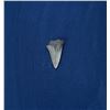 Image 2 : Megalodon Fossil Shark Tooth