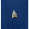 Image 1 : Megalodon Fossil Shark Tooth