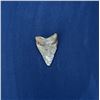 Image 2 : Megalodon Fossil Shark Tooth