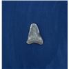 Image 1 : Megalodon Fossil Shark Tooth