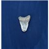 Image 2 : Megalodon Fossil Shark Tooth
