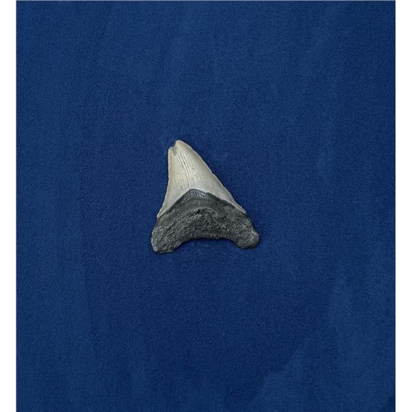 Megalodon Fossil Shark Tooth