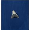 Megalodon Fossil Shark Tooth