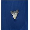Image 2 : Megalodon Fossil Shark Tooth