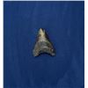Megalodon Fossil Shark Tooth
