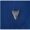 Image 2 : Megalodon Fossil Shark Tooth