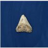 Megalodon Fossil Shark Tooth