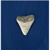 Image 2 : Megalodon Fossil Shark Tooth