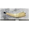 Image 1 : Black Powder Rendezvous Powder Horn