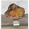 Image 2 : Agatized Fossil Dinosaur Bone Slab Paperweight
