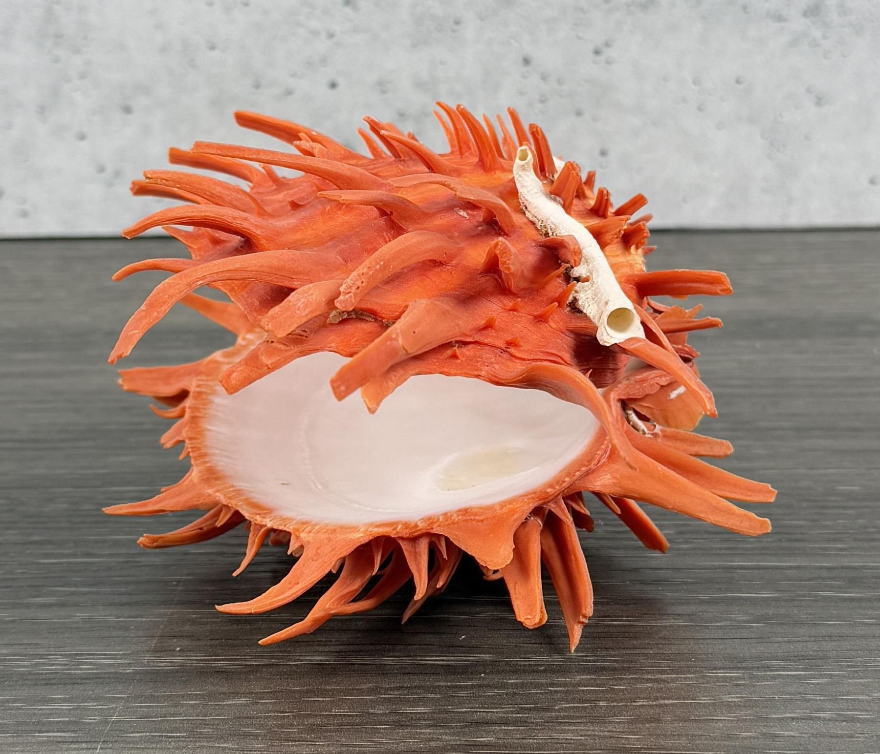 Spiny Oyster Sea Shell