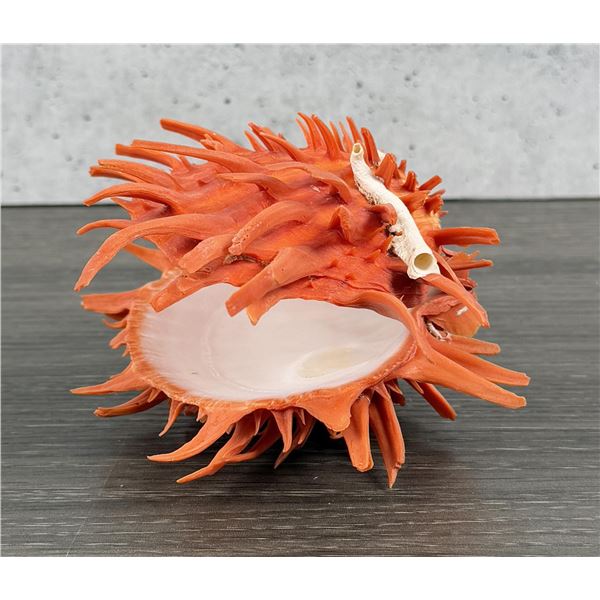 Spiny Oyster Sea Shell