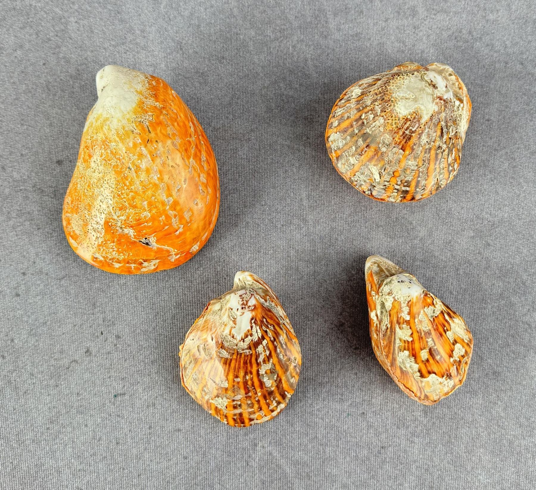 Collection of Spiny Oyster Sea Shells