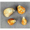 Image 2 : Collection of Spiny Oyster Sea Shells