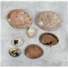 Image 2 : Abalone Sea Shells