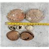 Image 3 : Abalone Sea Shells
