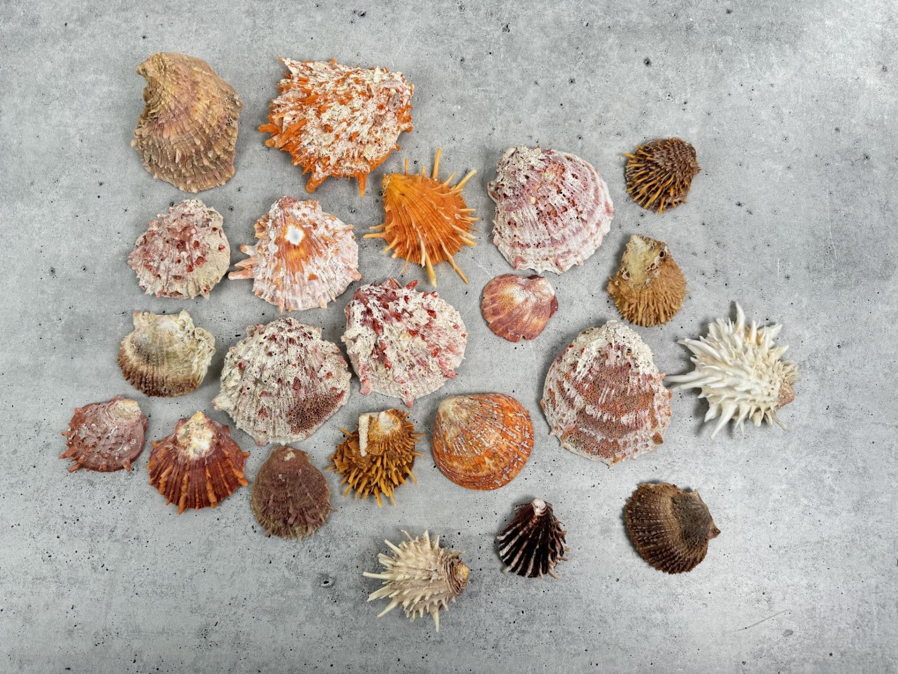 Collection of Spiny Oyster Sea Shells