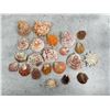 Image 1 : Collection of Spiny Oyster Sea Shells