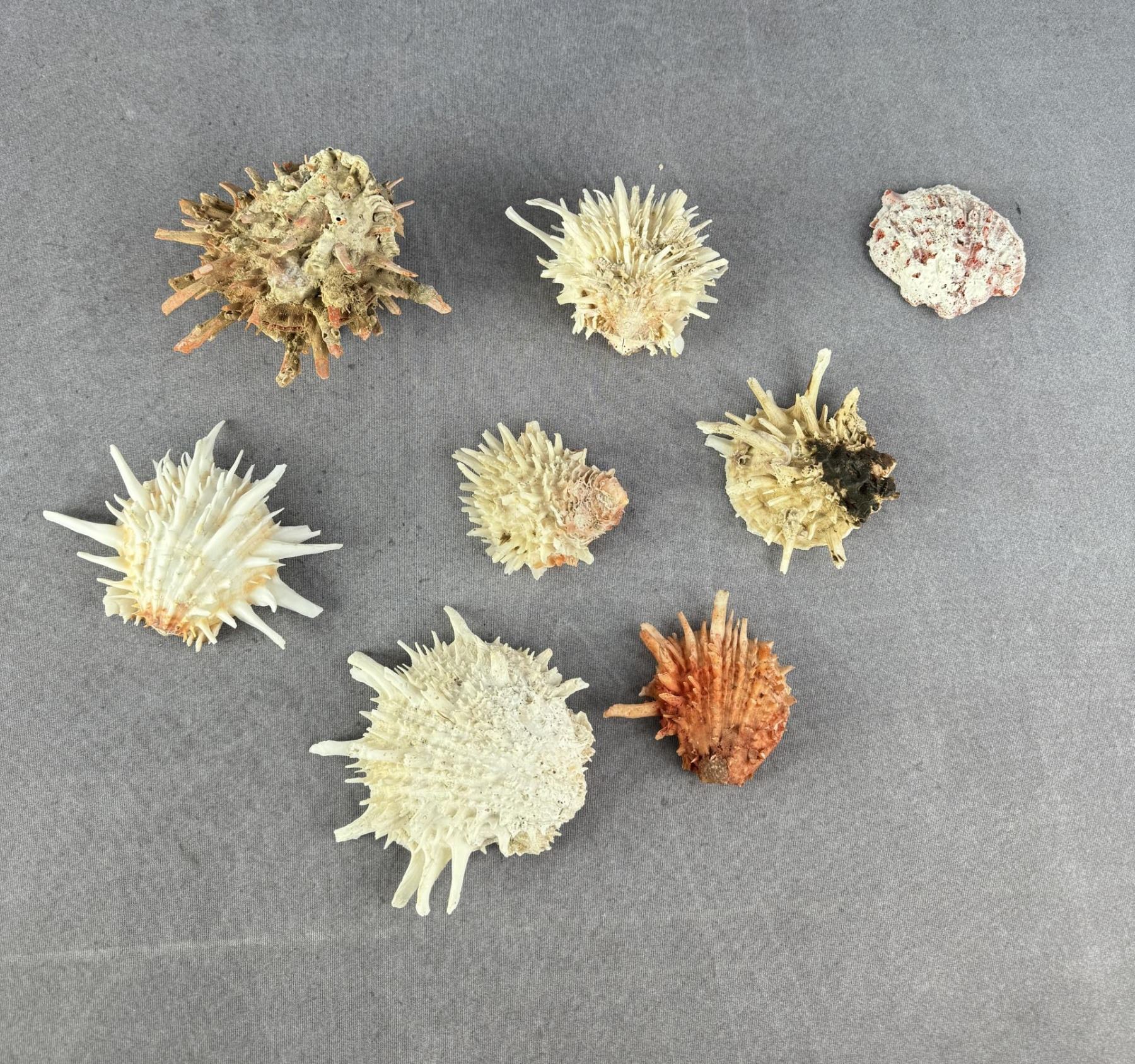 Collection of Spiny Oyster Sea Shells