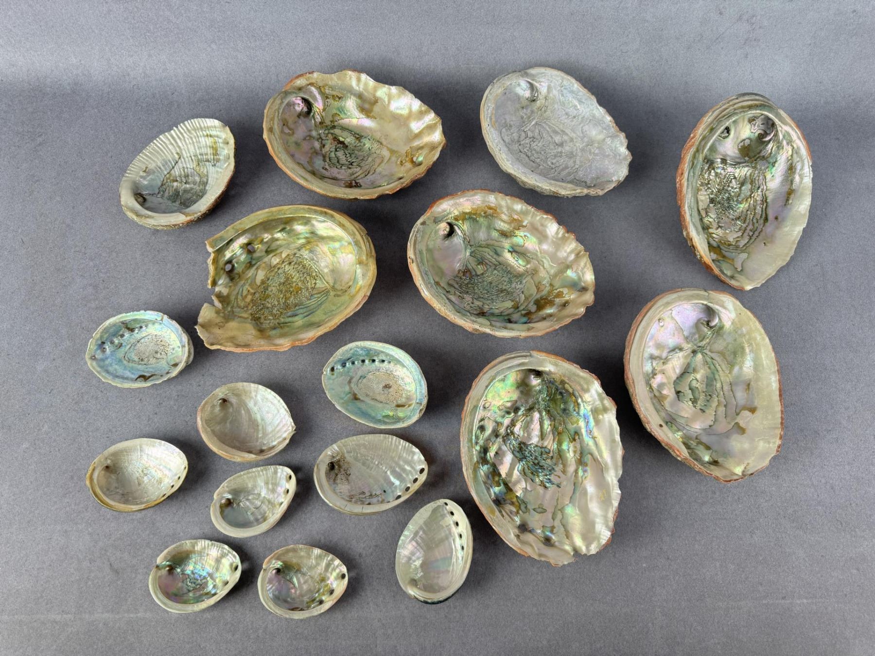 Abalone Sea Shells