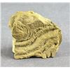 Image 1 : Crinoid Fossil