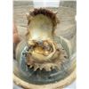 Image 5 : Victorian Pearl in Oyster under Dome