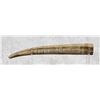 Image 1 : Resin Walrus Tusk Replica