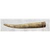 Image 2 : Resin Walrus Tusk Replica