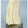 Image 3 : Alaskan Inuit Eskimo Scrimshaw Whale Tooth