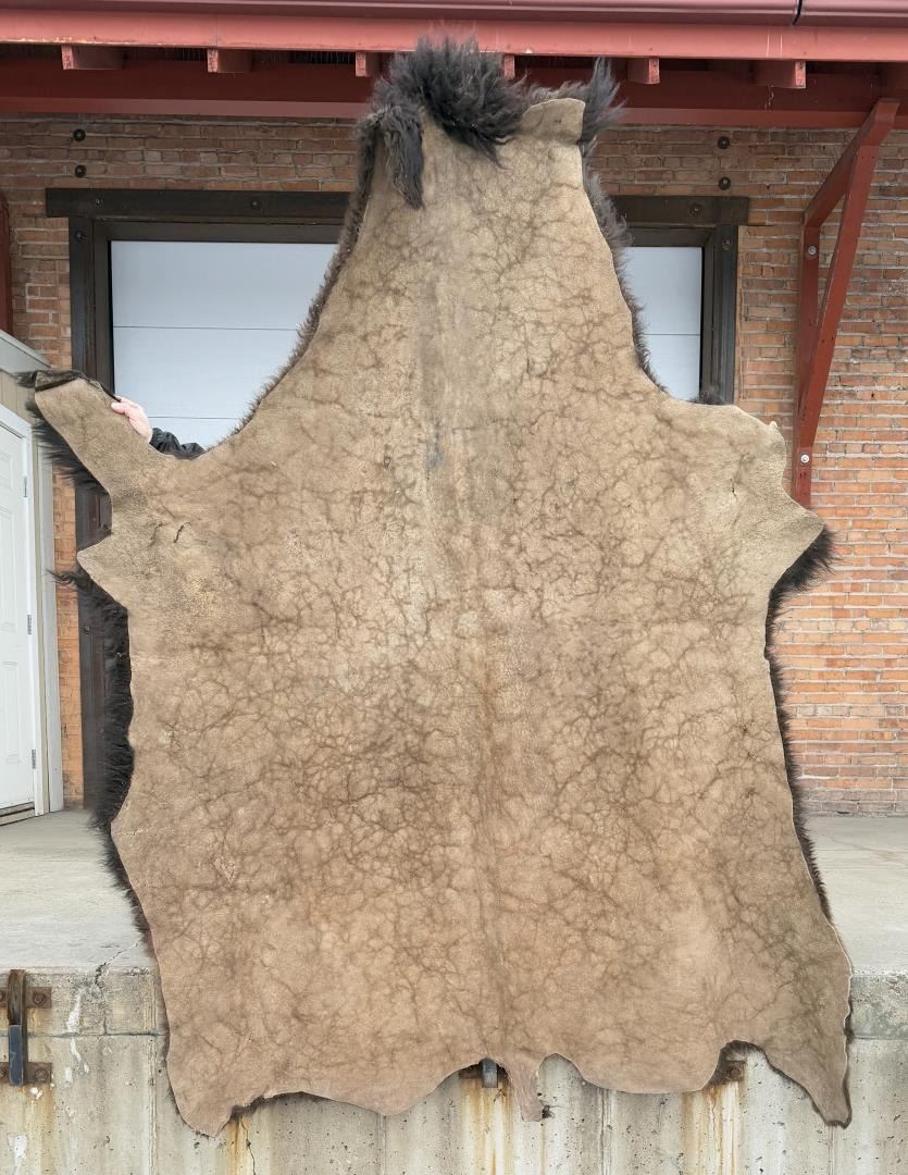 Mounted Buffalo Robe Large Taxidermy Montana Buffalo Hide Robe Rug