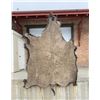 Image 2 : Large Taxidermy Montana Buffalo Hide Robe Rug