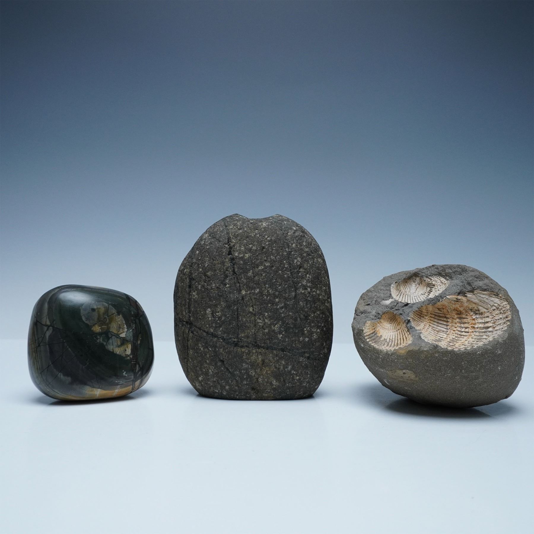 Collection of Three Natural and Polished Stones, Including Fossilized Shell