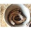 Image 2 : 2- Pails of horse shoes