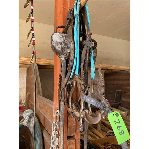 Equine speculum & bridles