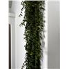 Image 2 : Hoya Bella Potted Plant