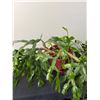 Image 2 : 2 Christmas Cactus Plants