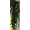 Image 1 : Hoya Bella Potted Plant