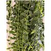 Image 2 : Hoya Bella Potted Plant