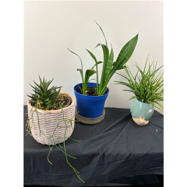 Potted House Plants