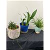 Image 1 : Potted House Plants