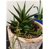 Image 2 : Potted House Plants