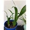 Image 3 : Potted House Plants