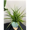 Image 4 : Potted House Plants