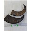 Image 1 : (2) Decorative Hollow Horns
